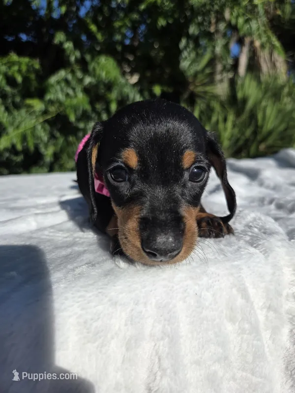 Kira – Miniature Dachshund puppy for sale in Westminster, CA