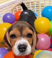 Lola, a female Beagle for sale in Fountain Valley, CA – 2 of 6
