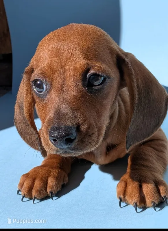 Buddy – Dachshund puppy for sale in Santa Ana, CA