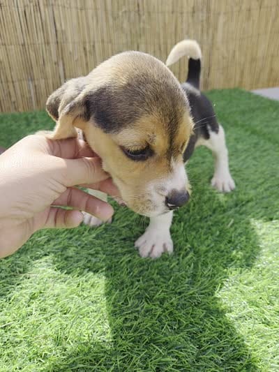 Lola, a female Beagle for sale in Fountain Valley, CA – 5 of 6