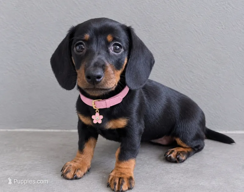 Frida – Miniature Dachshund puppy for sale in Santa Ana, CA