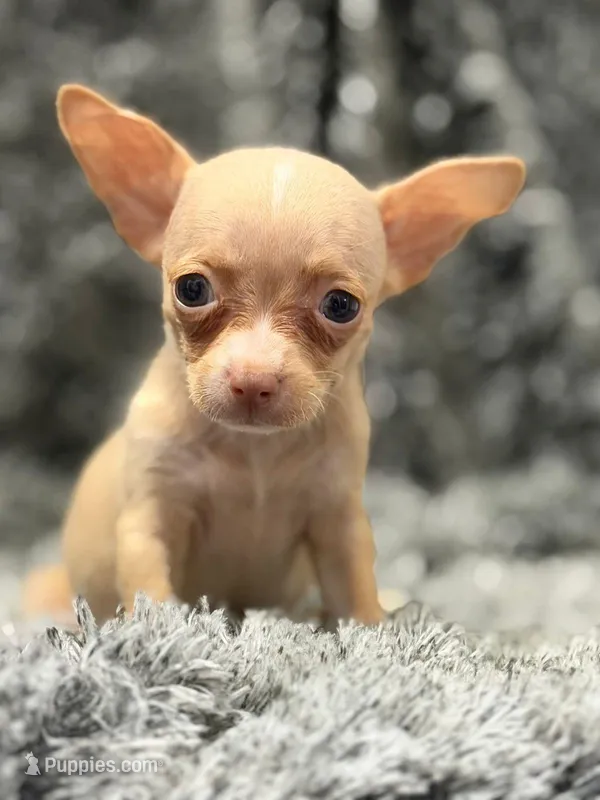 London – Chihuahua puppy for sale in Santa Ana, CA