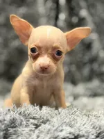 London, a female Chihuahua for sale in Santa Ana, CA – 1 of 2