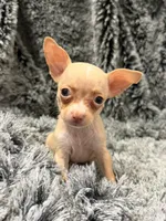 London, a female Chihuahua for sale in Santa Ana, CA – 2 of 2