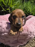 Canelita, a female Dachshund and Miniature Dachshund for sale in Fountain Valley, CA – 2 of 5
