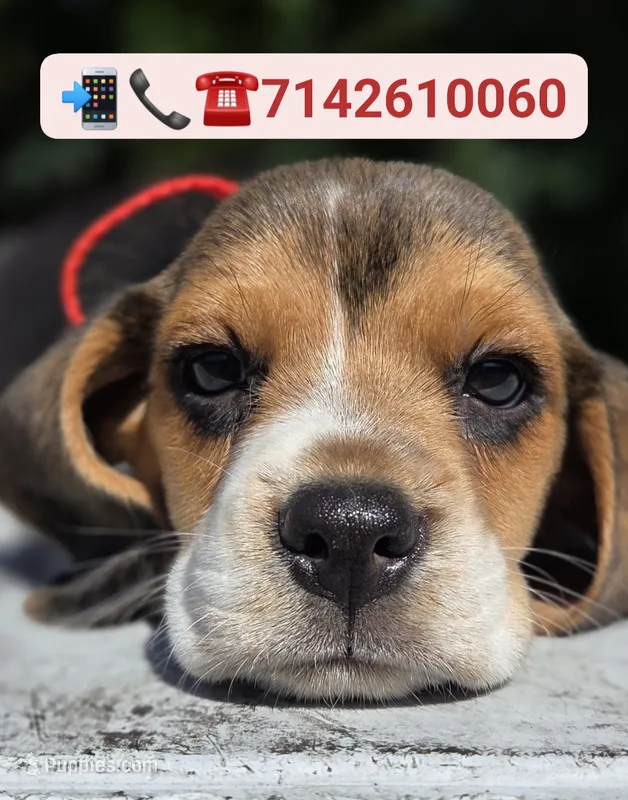 Hunter – Beagle puppy for sale in Fountain Valley, CA