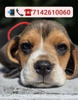 Hunter, a male Beagle for sale in Fountain Valley, CA – 1 of 1