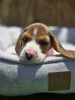 Bella, a female Beagle for sale in Fountain Valley, CA – 3 of 8