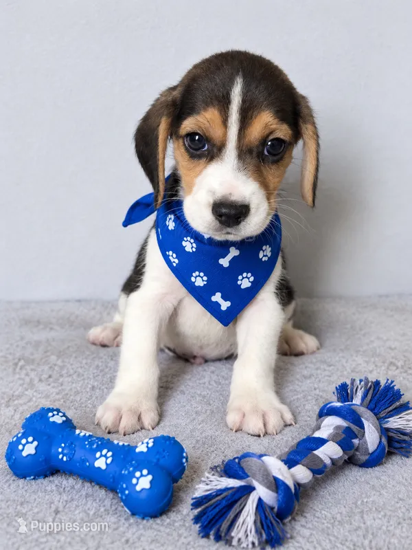 Thor – Beagle puppy for sale in Westminster, CA