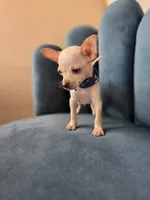 Casper, a male Chihuahua for sale in Santa Ana, CA – 2 of 3