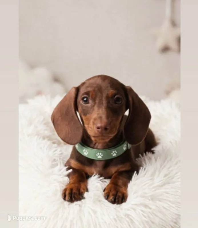 Hersheys – Dachshund puppy for sale in Santa Ana, CA