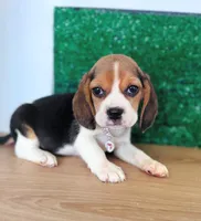 Molly, a female Beagle for sale in Fountain Valley, CA – 2 of 2