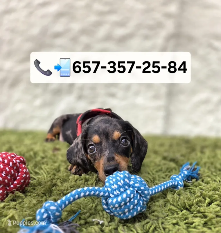 Oreo – Miniature Dachshund puppy for sale in Westminster, CA