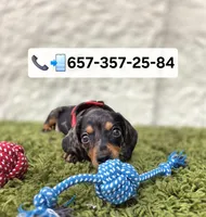 Oreo, a male Miniature Dachshund for sale in Westminster, CA – 1 of 1
