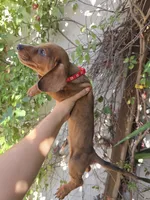 Cosmos (green eyes), a male Dachshund for sale in Santa Ana, CA – 2 of 5