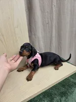 Lola, a female Miniature Dachshund for sale in Fountain Valley, CA – 2 of 4
