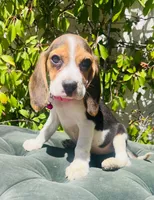 Bella, a female Beagle for sale in Fountain Valley, CA – 4 of 5