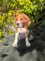 Zeus, a male Beagle for sale in Fountain Valley, CA – 1 of 3