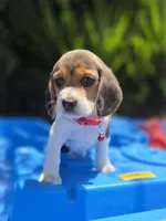 Loky, a male Beagle for sale in Fountain Valley, CA – 5 of 6