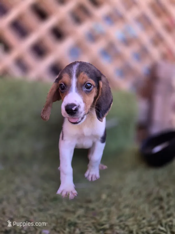 Bella – Beagle puppy for sale in Westminster, CA