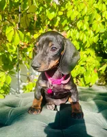 Frida , a female Miniature Dachshund for sale in Fountain Valley, CA – 2 of 2
