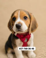 Tommy, a male Beagle for sale in Fountain Valley, CA – 1 of 1