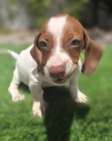 Peanut, a male Dachshund for sale in Fountain Valley, CA – 2 of 2