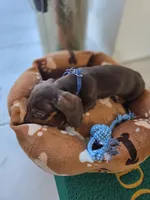 Hershey, a male Miniature Dachshund for sale in Fountain Valley, CA – 3 of 5