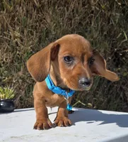 Ron, a male Dachshund for sale in Santa Ana, CA – 4 of 7