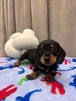 Arthur, a male Miniature Dachshund for sale in Westminster, CA – 1 of 3