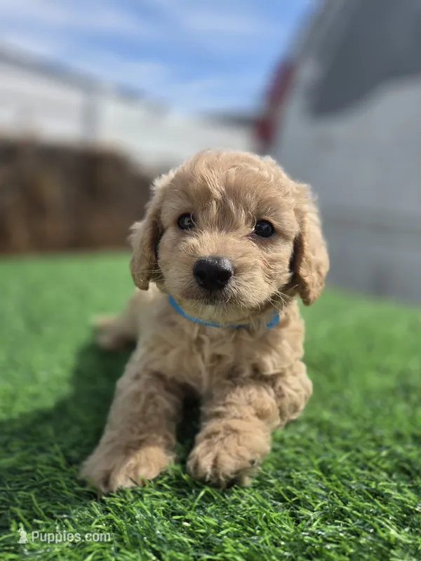 Tommy – Maltipoo puppy for sale in Westminster, CA