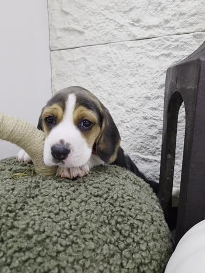 Zeus ready on sep 25, a male Beagle for sale in Santa Ana, CA – 6 of 6