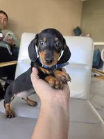 Dominic, a male Miniature Dachshund for sale in Fountain Valley, CA – 3 of 4