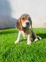 Molly, a female Beagle for sale in Fountain Valley, CA – 2 of 6