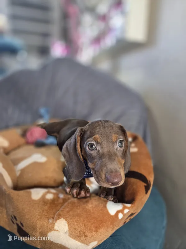 Hershey – Miniature Dachshund puppy for sale in Fountain Valley, CA