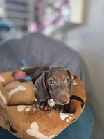 Hershey, a male Miniature Dachshund for sale in Fountain Valley, CA – 1 of 5