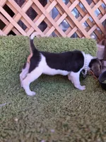 Nala, a female Beagle for sale in Santa Ana, CA – 3 of 4