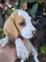 Chesse, a male Beagle for sale in Fountain Valley, CA – 1 of 6