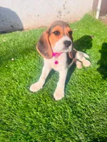 Molly, a female Beagle for sale in Fountain Valley, CA – 6 of 6