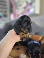 Blue, a male Miniature Dachshund for sale in Fountain Valley, CA – 2 of 4