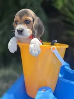 Loky, a male Beagle for sale in Fountain Valley, CA – 2 of 6