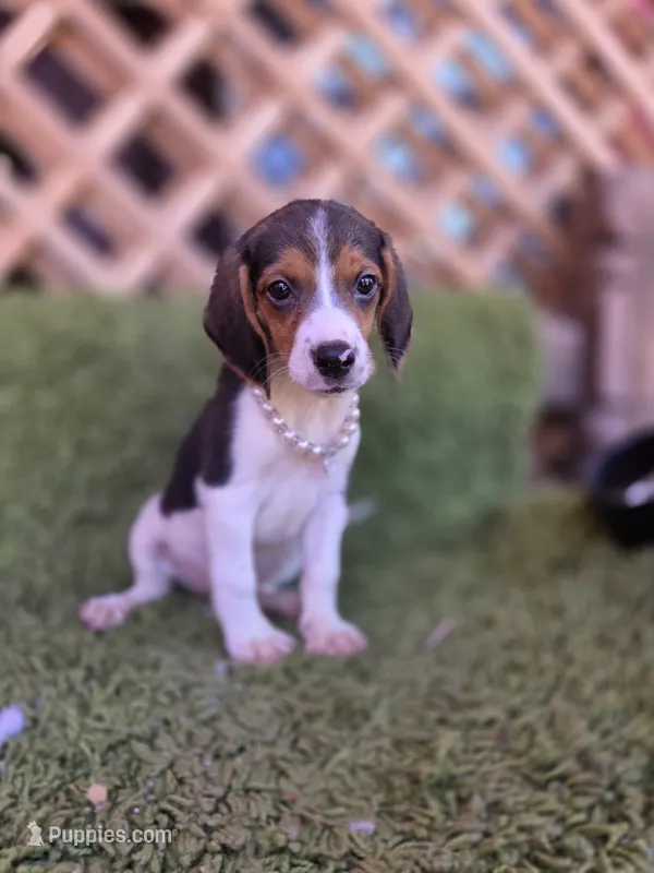 Nala – Beagle puppy for sale in Santa Ana, CA