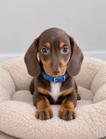 Hersheys, a male Miniature Dachshund for sale in Vista, CA – 1 of 1