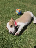 Chesse, a male Beagle for sale in Fountain Valley, CA – 4 of 6