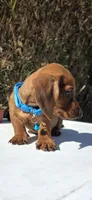 Ron, a male Dachshund for sale in Santa Ana, CA – 2 of 7