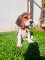 Molly, a female Beagle for sale in Fountain Valley, CA – 3 of 6