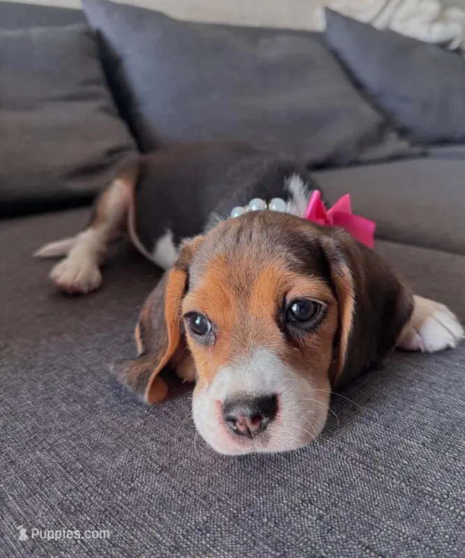 Bella – Beagle puppy for sale in Santa Ana, CA
