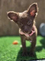 Nutella long hair , a female Chihuahua for sale in Fountain Valley, CA – 3 of 5
