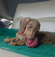 Still thinking a name , a male Miniature Dachshund for sale in Fountain Valley, CA – 3 of 5