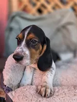 Rufus, a male Beagle for sale in Westminster, CA – 3 of 3